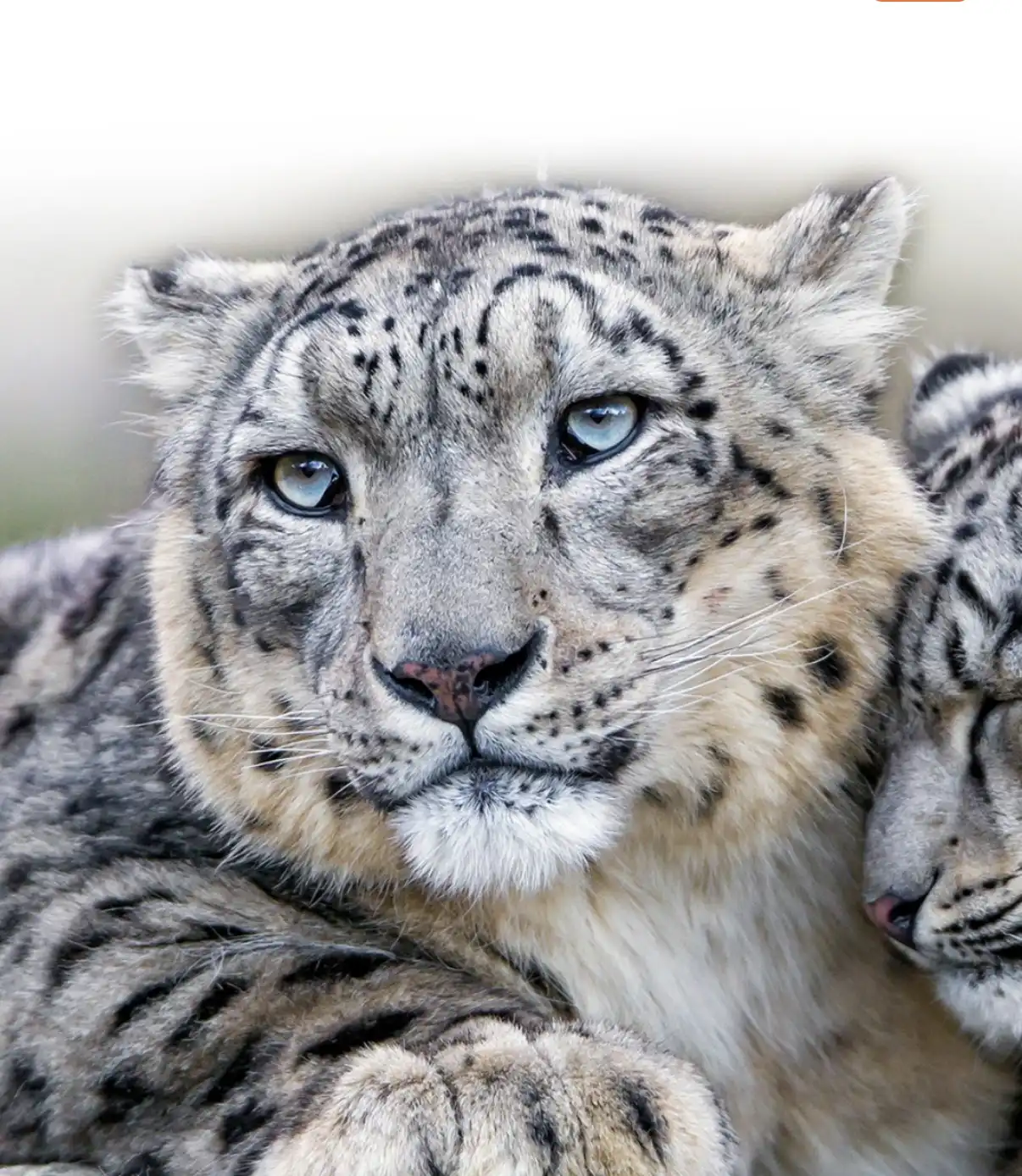 Ochrana sněžných leopardů